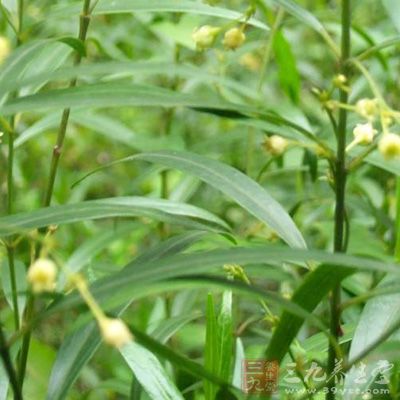 治红崩,白带." 《福建民间草药》:"益气,逐凤,强腰藤,解蛇毒."