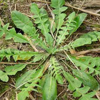 荠菜怎么吃_荠菜的功效与作用及做法