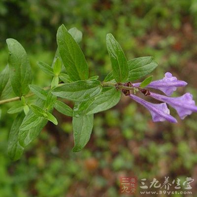 黄芩、黄柏、黄连各二钱煮成茶状液体