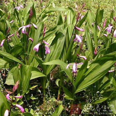 白芨二钱、白芷二钱、白蔹一钱半