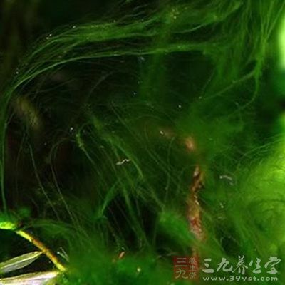 水绵功效与作用