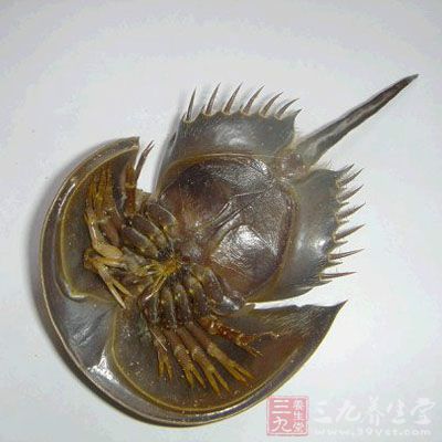 鲎胆的药用价值与应用