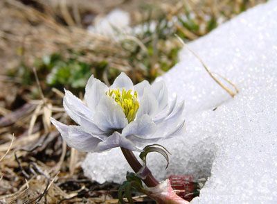 雪莲花的药用价值与应用_补益药_中药图典