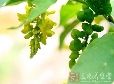 黄花倒水莲的药用价值与应用