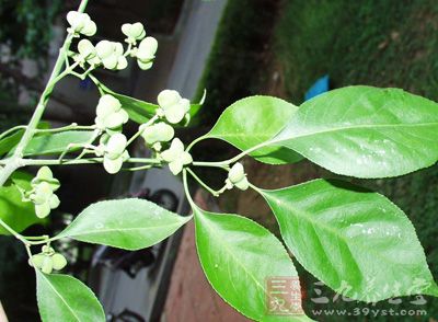 丝绵木 别名明开夜合,桃叶卫矛,白杜,白桃树.图片