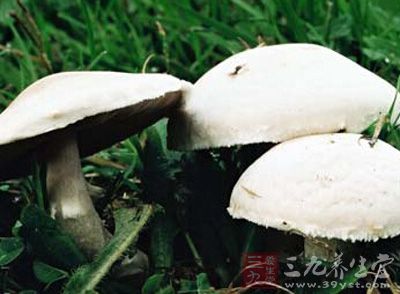 四孢蘑菇功效与作用