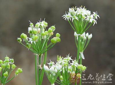 韭子的药用价值与应用