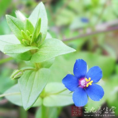 四念癀功效与作用