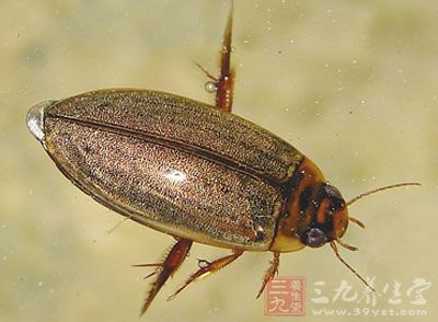 为龙虱科动物三星龙虱与黄边大龙虱的全虫