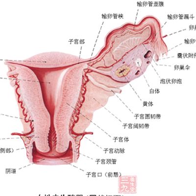 慢性盆腔炎症状_慢性盆腔炎怎么治疗
