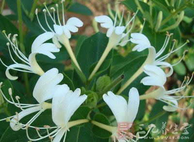 材料：金銀花、菊花、茵陳各3克，生甘草2克