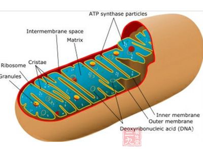 研究发现让衰老组织返老还童的神奇分子