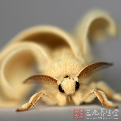 原蚕蛾的药用价值与应用_补益药_中药图典