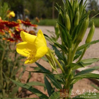 金银花凉茶主要成份为金银花、山芝麻、菊花具有清热解毒