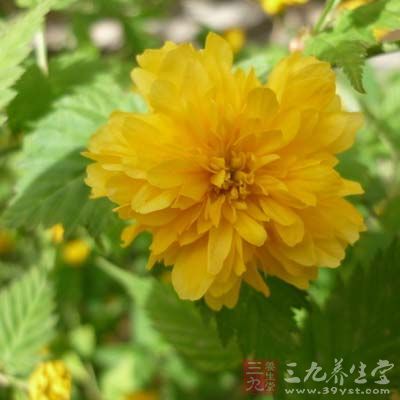 桑菊茶：将桑叶、白菊花各10克，甘草3克放入锅中稍煮