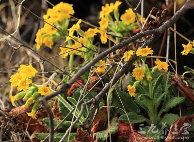 松打七功效与作用