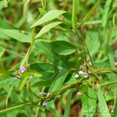 野料豆的药用价值与应用