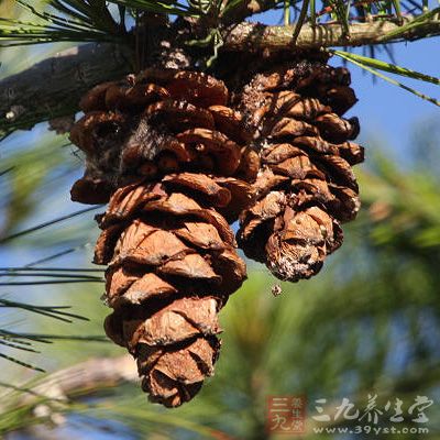 松塔功效与作用