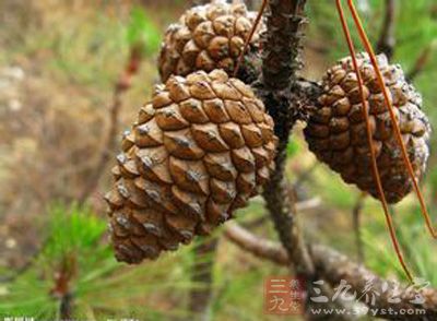 松塔功效与作用