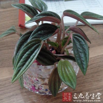 电脑桌前养一瓶水养植物