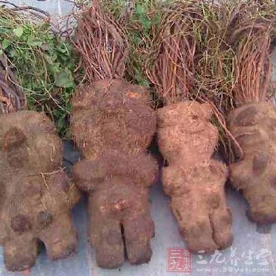 男人吃何首烏對(duì)腎好