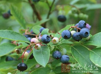 为杜鹃花科植物乌饭树的果实