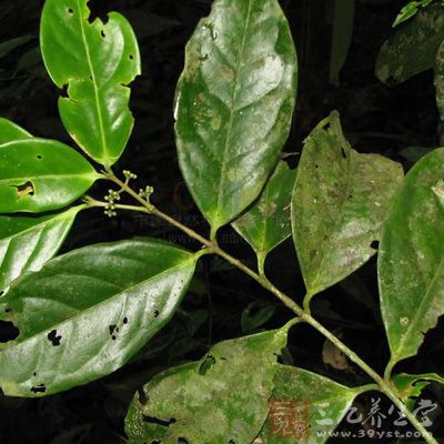 花小,两性,淡黄色,3-6朵簇生于叶腋内的瘤状突起体上 花小,两性,淡黄色,3-6朵簇生于叶腋内的瘤状突起体上