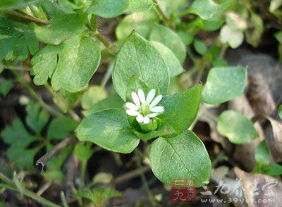 千针万线草的药用价值与应用_补益药_中药图