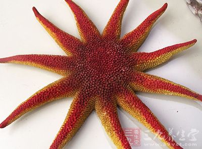太阳海星功效与作用_中药百科