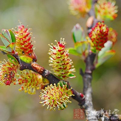 清热解毒;降血压。主痈肿疮疖;烫伤;高血压