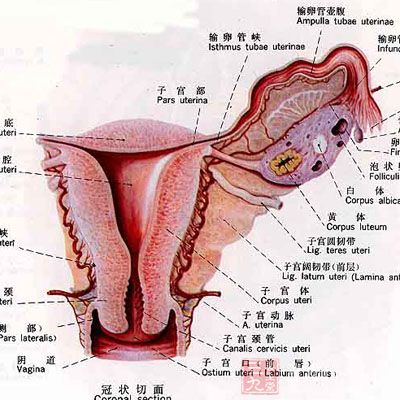 男人从这里竟能闻出<em>女人排卵期</em>(3) - 三九养生堂