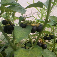 茄子的吃法_茄子的做法以及怎么做好吃 - 三九养生堂