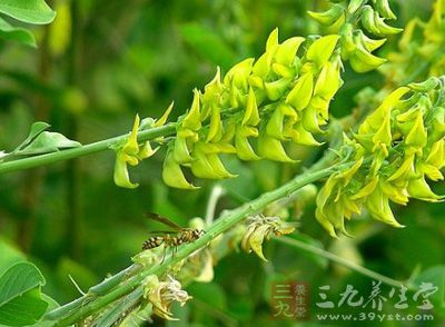 条叶猪屎豆功效与作用_中药百科