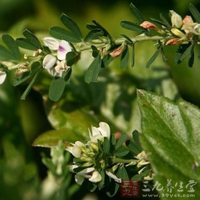 根药用,有解热、镇痛、利尿、通经作用 根药用,有解热、镇痛、利尿、通经作用