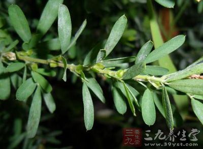 铁扫帚功效与作用