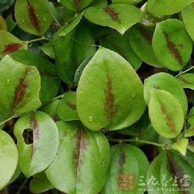 铁丝灵仙功效与作用