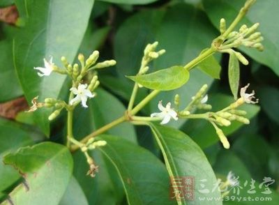 效作用解毒,消肿。主治感冒,跌打,毒蛇咬伤,疮疥