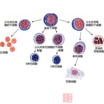 干细胞中的双面怪 端粒和端粒酶