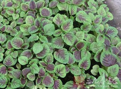 铜苋菜功效与作用