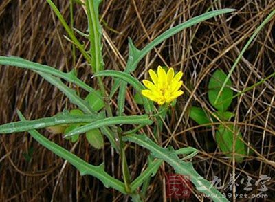 英文名 common hawksbeard. 别名 还阳参,天竹参,万丈深,马尾参.