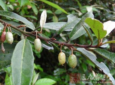 别名 牛奶根(《分类草药性》),贯榨根(《浙江民间草药》),叶刺头