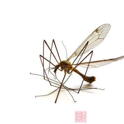 南京首次布控监测花蚊子 婴幼儿孕妇慎用蚊香