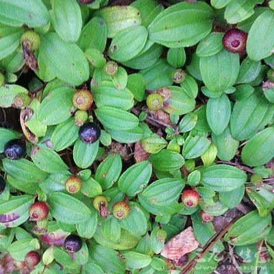 地茄子的药用价值与应用_补益药_中药图典_中药大全_养生百科_三九养生堂