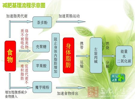减肥基理流程示意图
