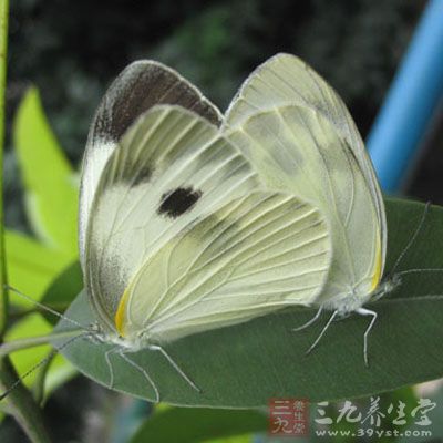 白粉蝶，体长约18mm，展翅宽45-65mm