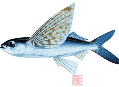 文鳐鱼功效与作用