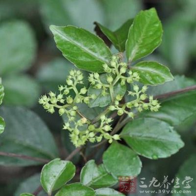 乌蔹莓五加功效与作用_中药百科_中药大全