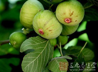 无花果根功效与作用