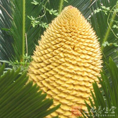 为棕榈科植物海枣的果实