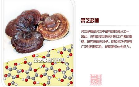 灵芝多糖是灵芝中有效的成分之一 灵芝多糖是灵芝中有效的成分之一